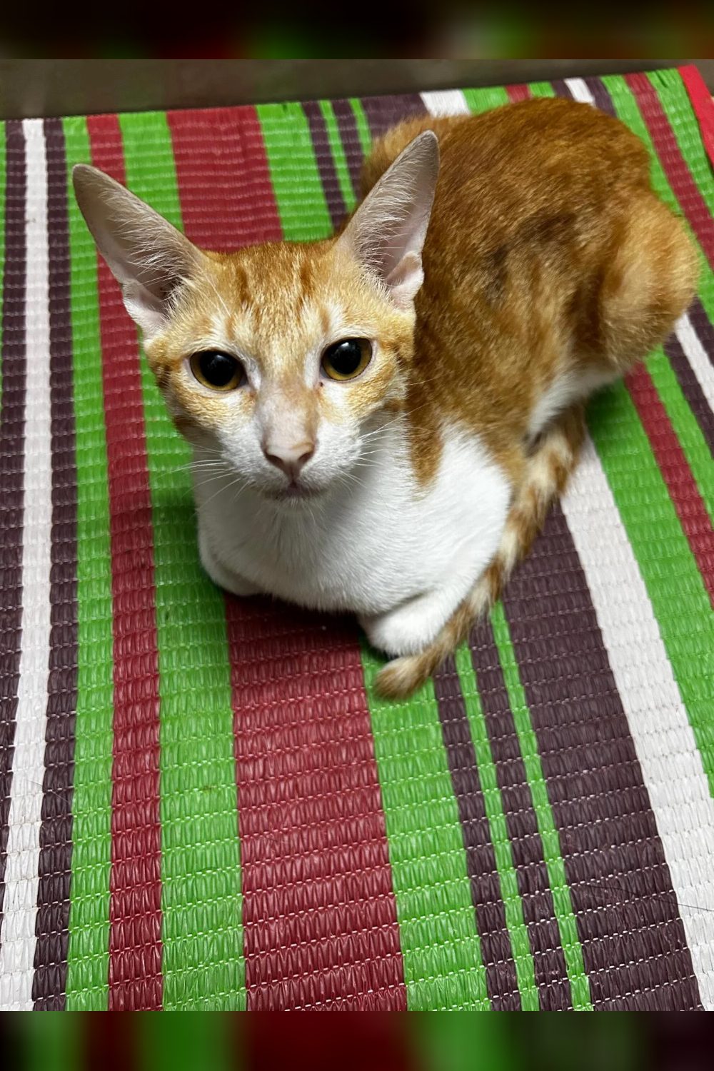 Five neutered kittens fostered since monsoon need permanent homes — Mumbai