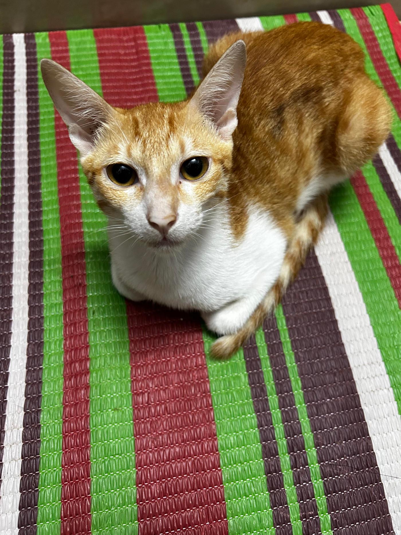 Five neutered kittens fostered since monsoon need permanent homes — Mumbai