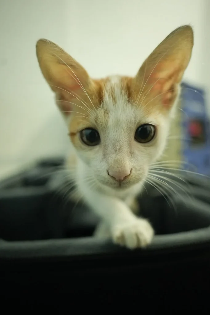 Adoption appeal - pet in Pune