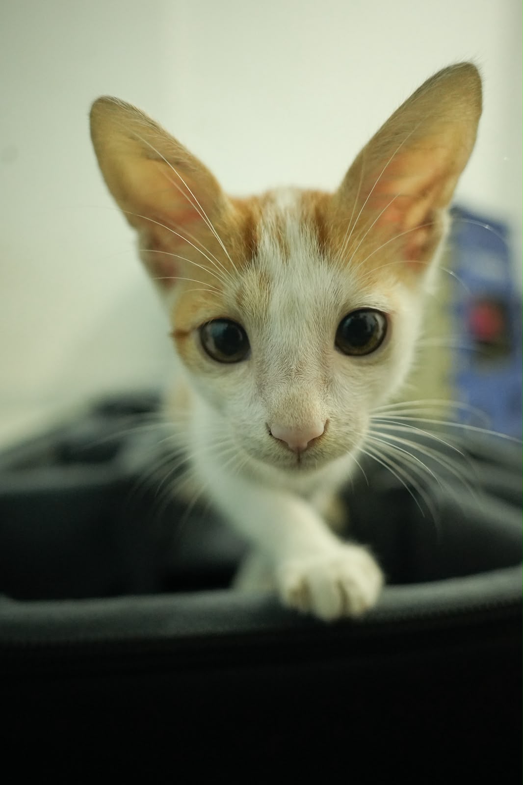 Adoption appeal — Pune