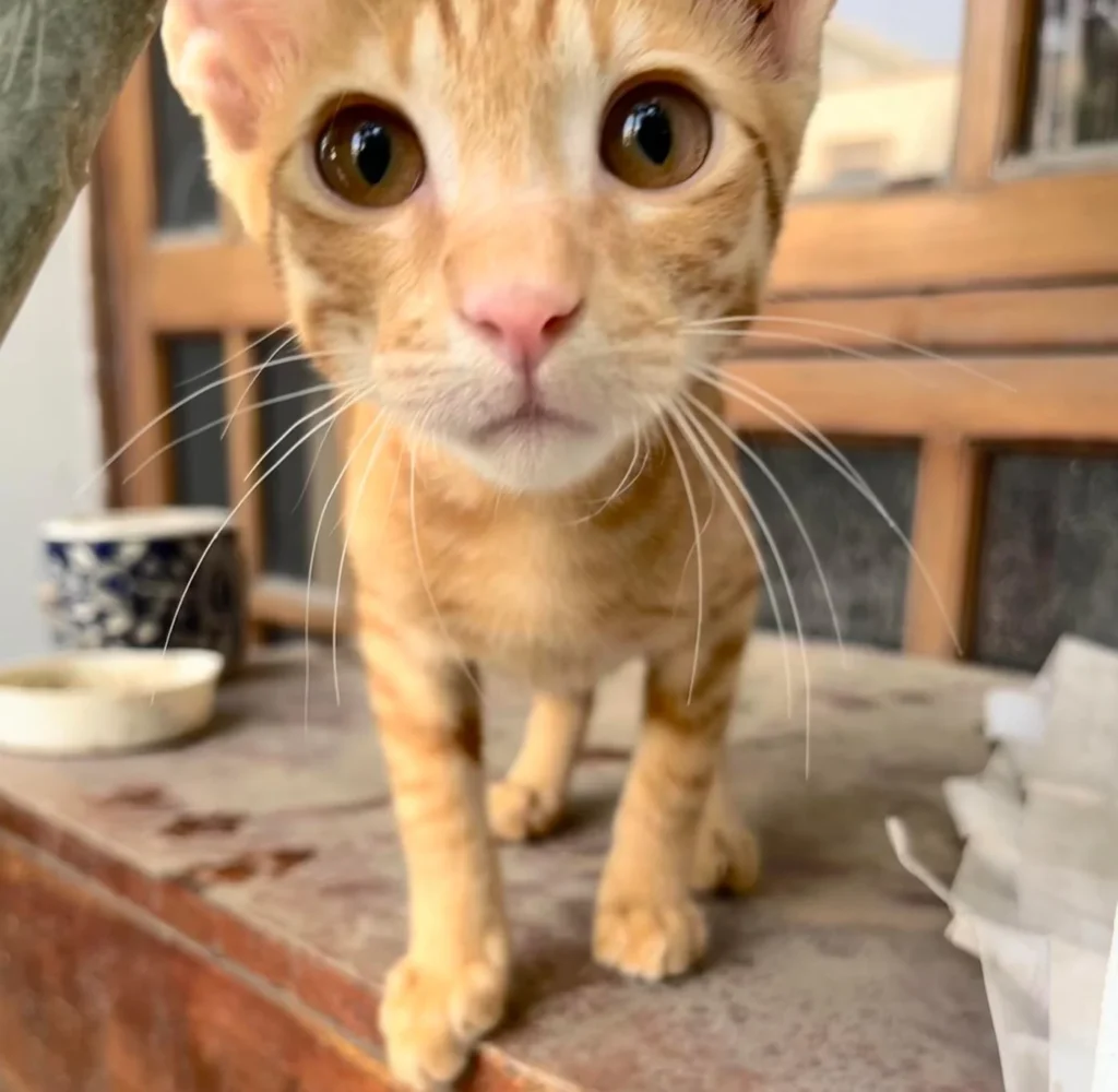 A young ginger kitten standing on a ledge in Delhi and looking straight at the camera