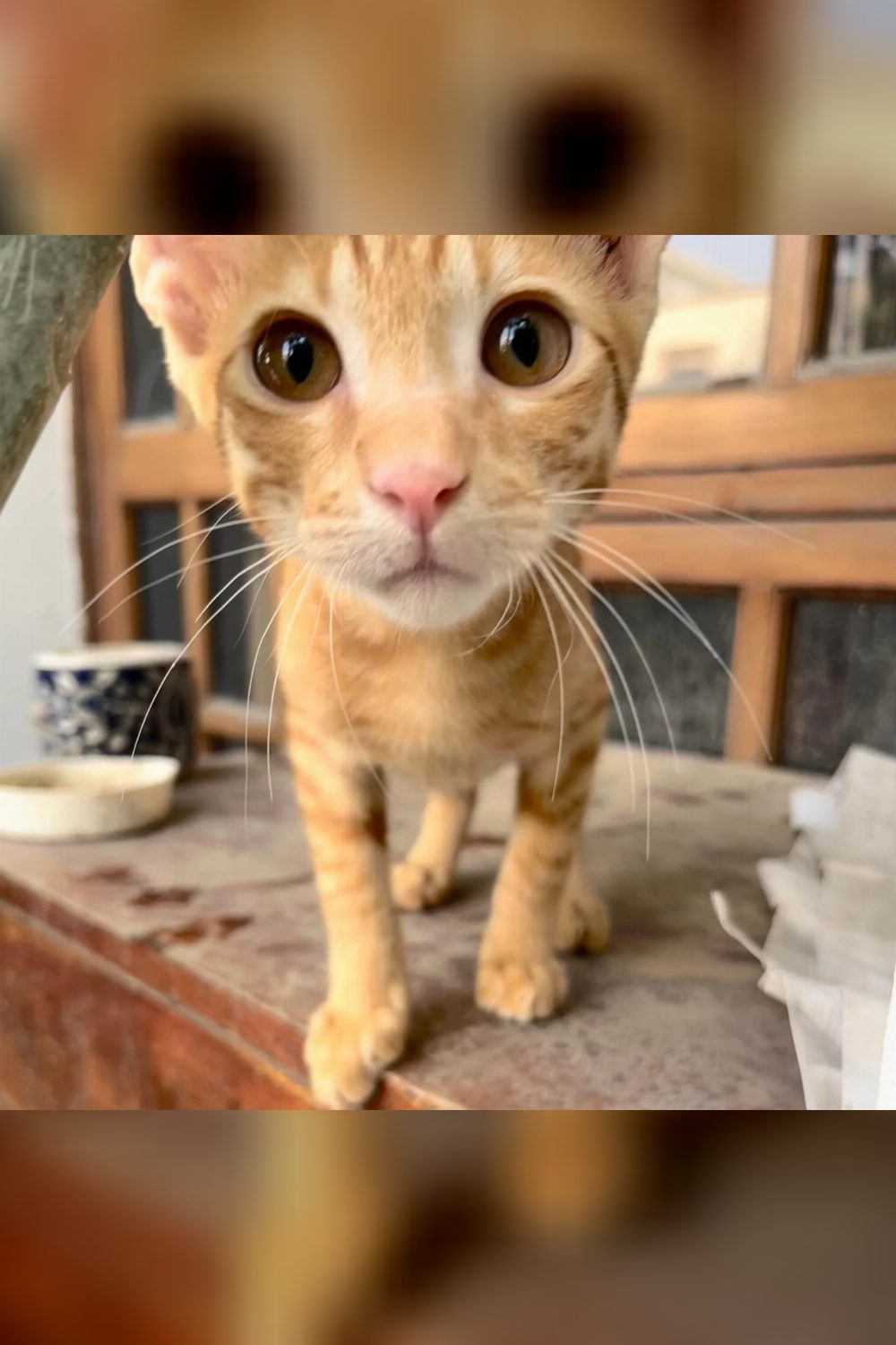 A ginger kitten photographed on a ledge needs a home in Delhi