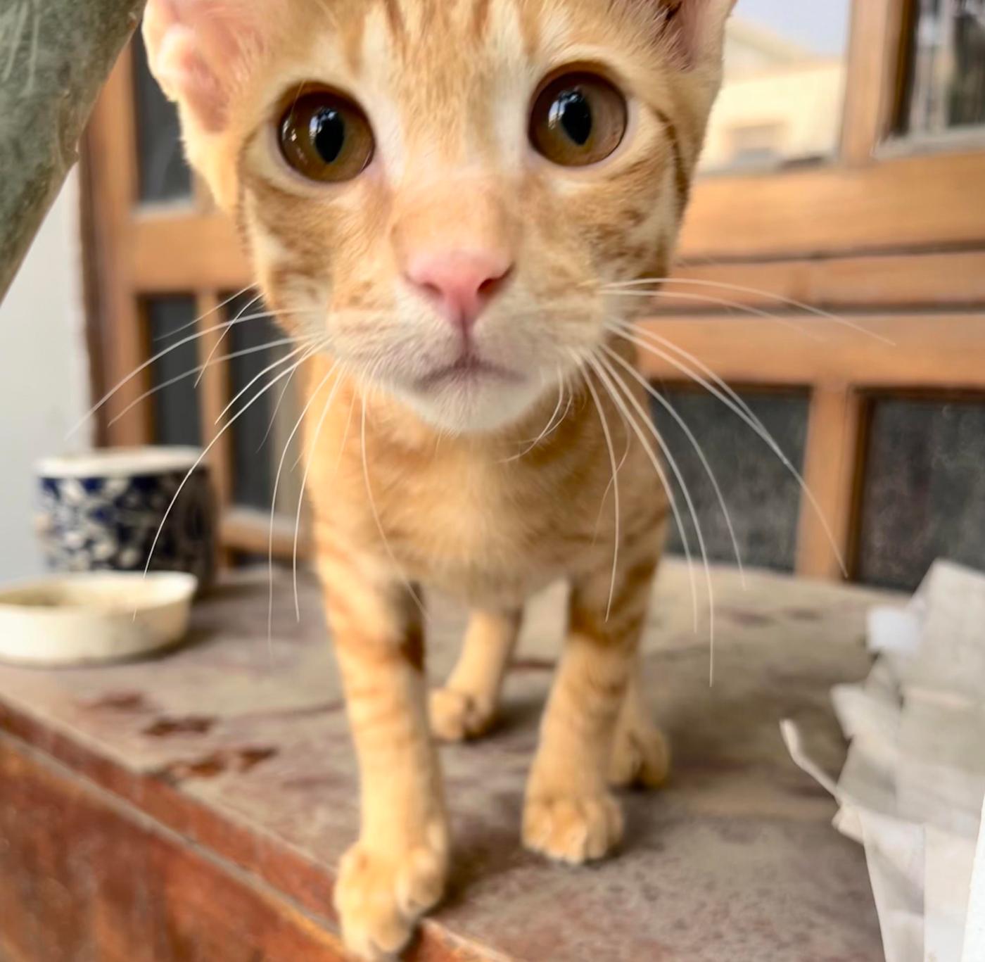 A ginger kitten photographed on a ledge needs a home in Delhi