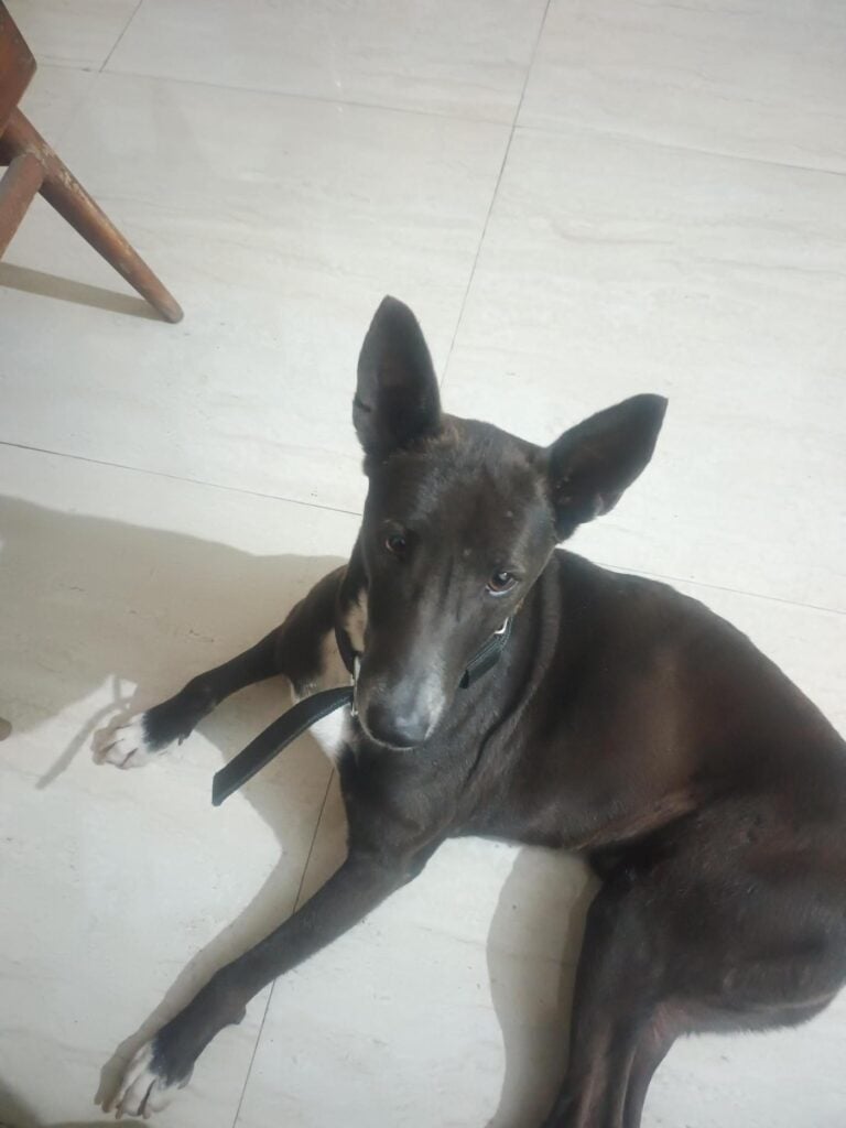 Please adopt Bullet, adoptable dog in Varanasi