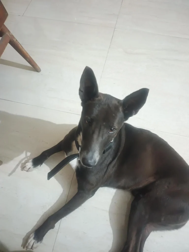 Please adopt Bullet - pet in Varanasi
