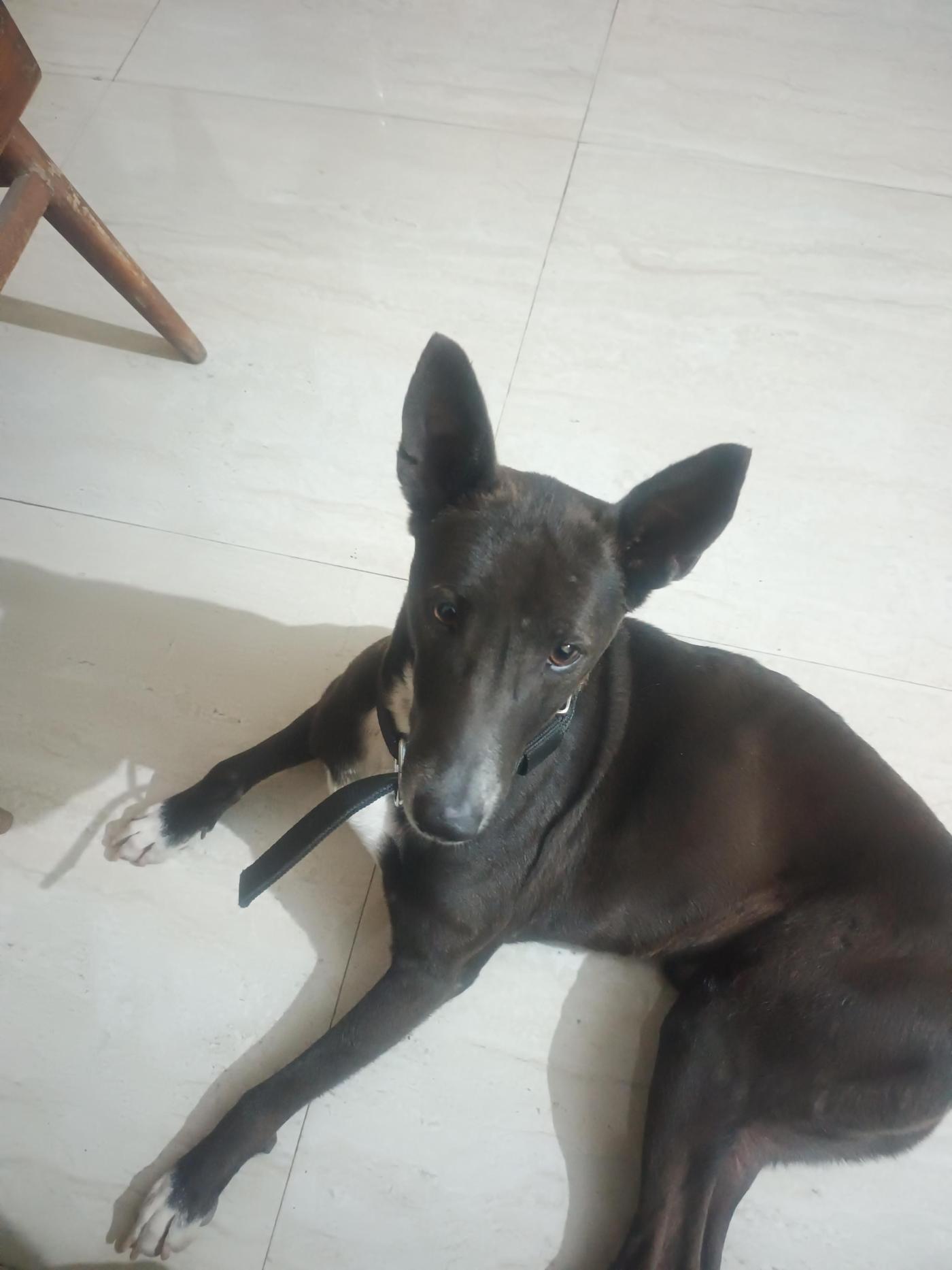 Please adopt Bullet — Varanasi