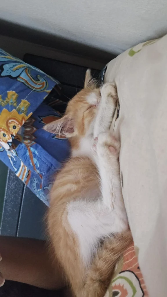 Kitten for adoption in Kochi - kitten in Kochi