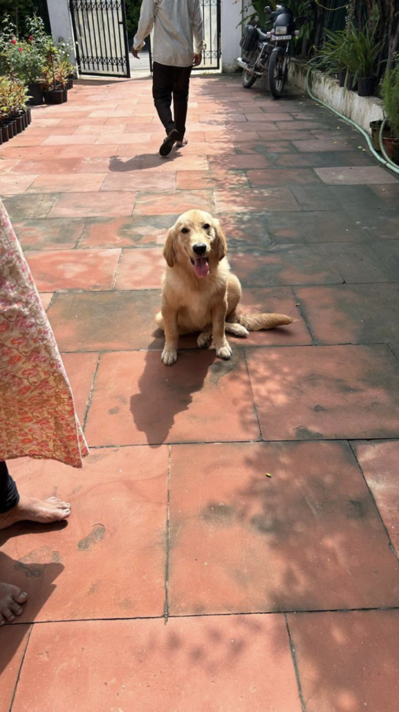 Lost Golden Retriever found in New Moti Bagh, Delhi, waiting to be reunited with its family