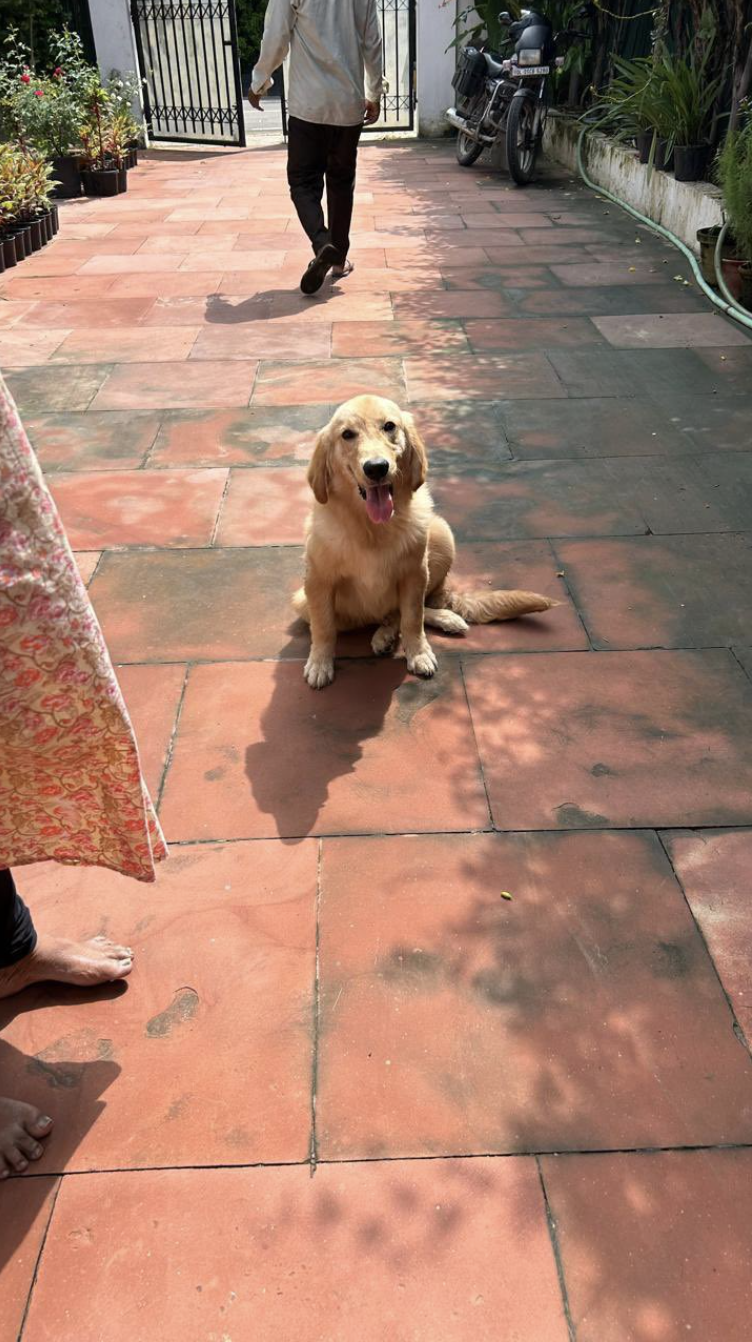 Lost dog in India: a found Golden Retriever waiting to be reunited with its family