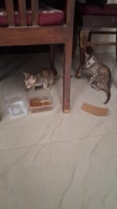 Adoption request for stray and abandoned kittens