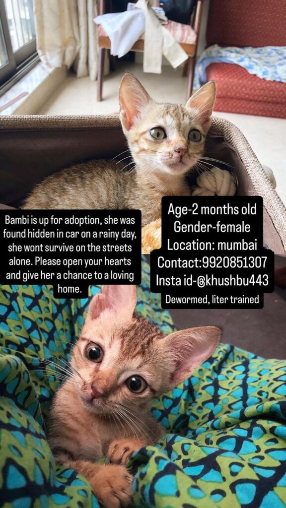 Please adopt this kitten. Location - kitten in Mumbai