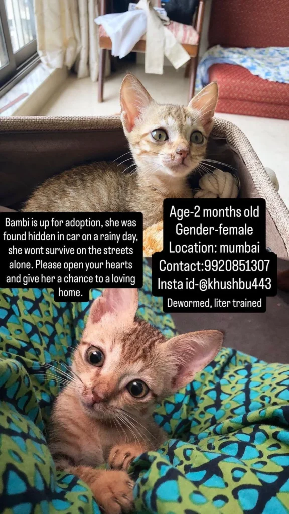 Bambi, a two-month-old female kitten found hiding in a car in Mumbai
