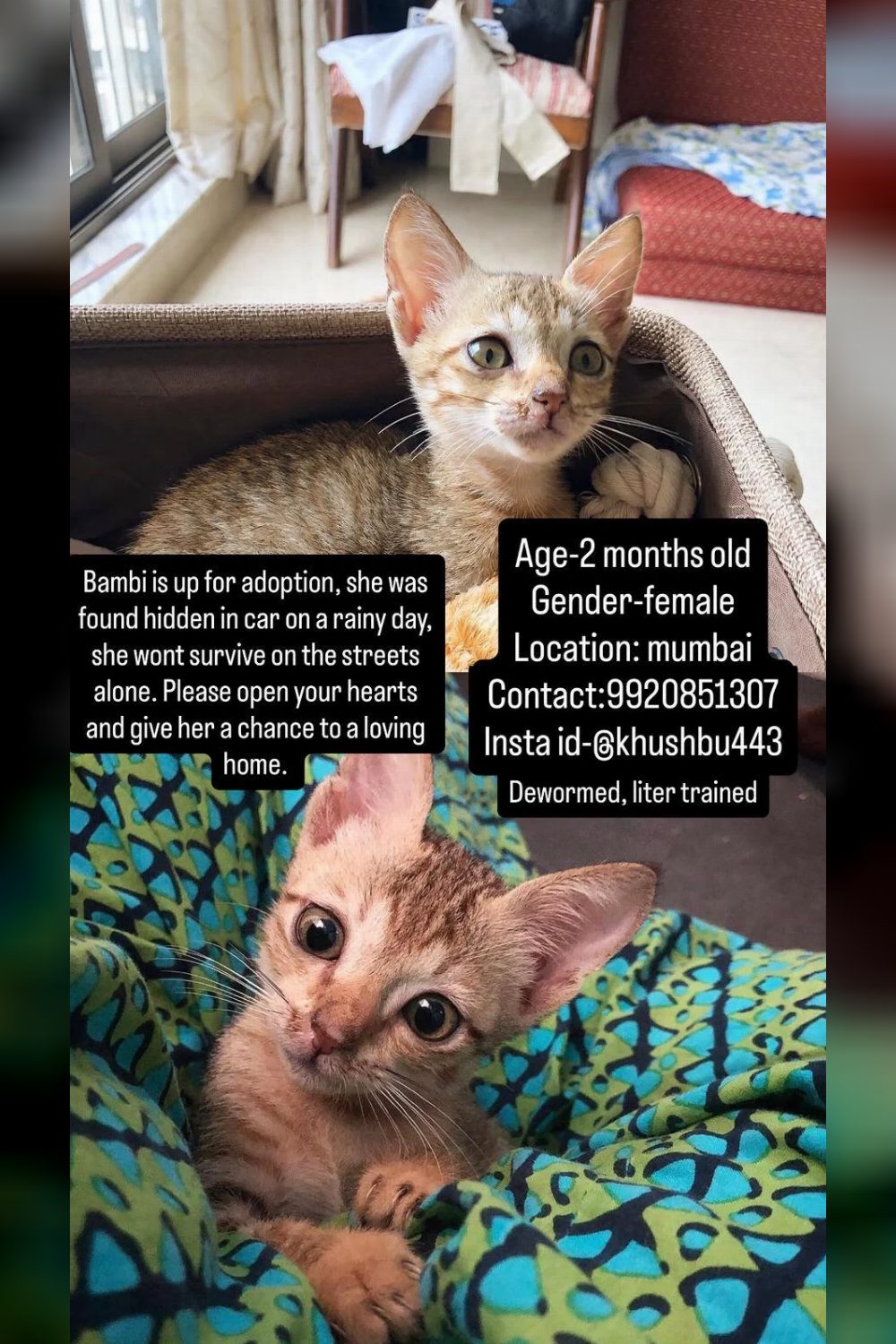 Bambi was found hiding in a car on a rainy day — Mumbai