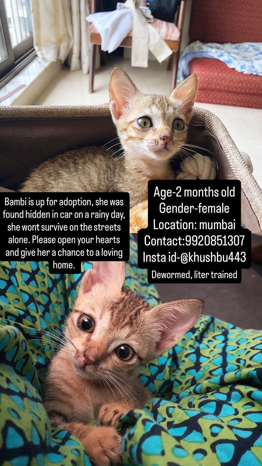 Bambi was found hiding in a car on a rainy day — Mumbai