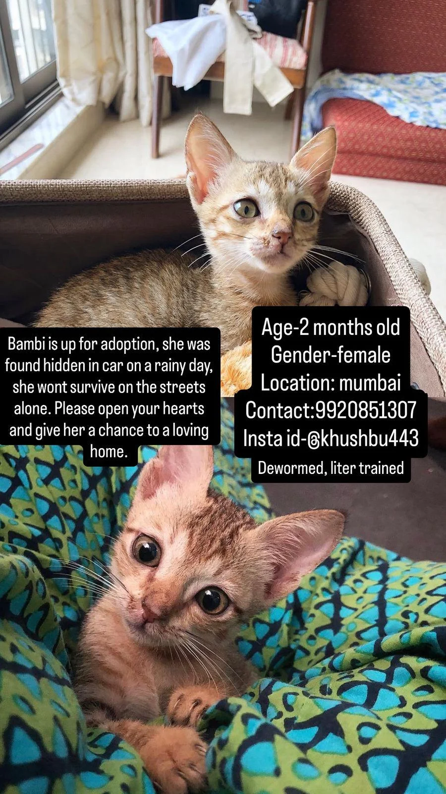 Bambi was found hiding in a car on a rainy day in Mumbai