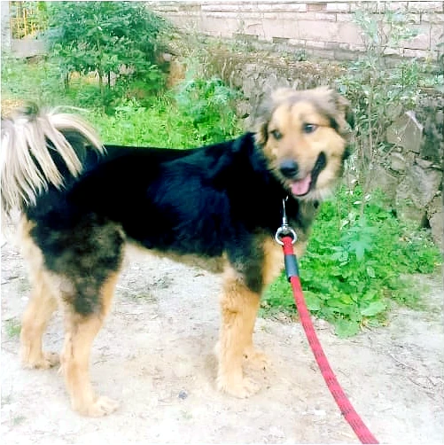 Zeus, a Gaddi dog (Gaddi-indie mix), a Himalayan mountain dog standing outdoors