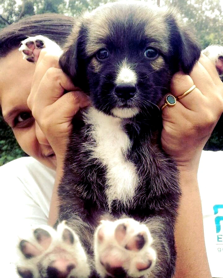Mary Jane, a black-and-tan Gaddi-mix rescue puppy