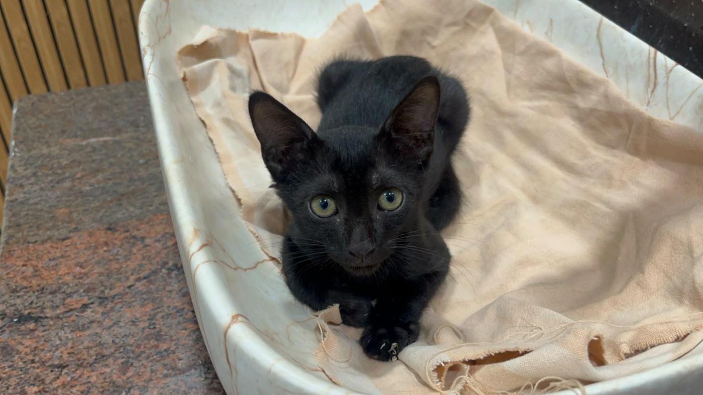 Adopt Pepper (Delhi/NCR)