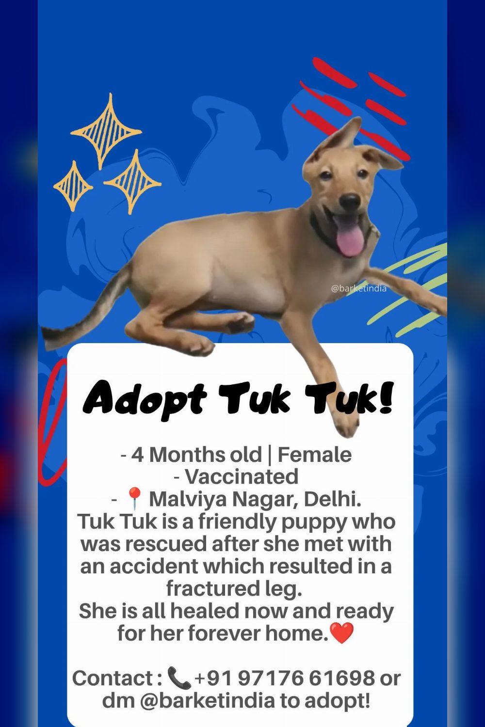 Tuk Tuk healed from a fractured leg and is ready for a home — Delhi NCR