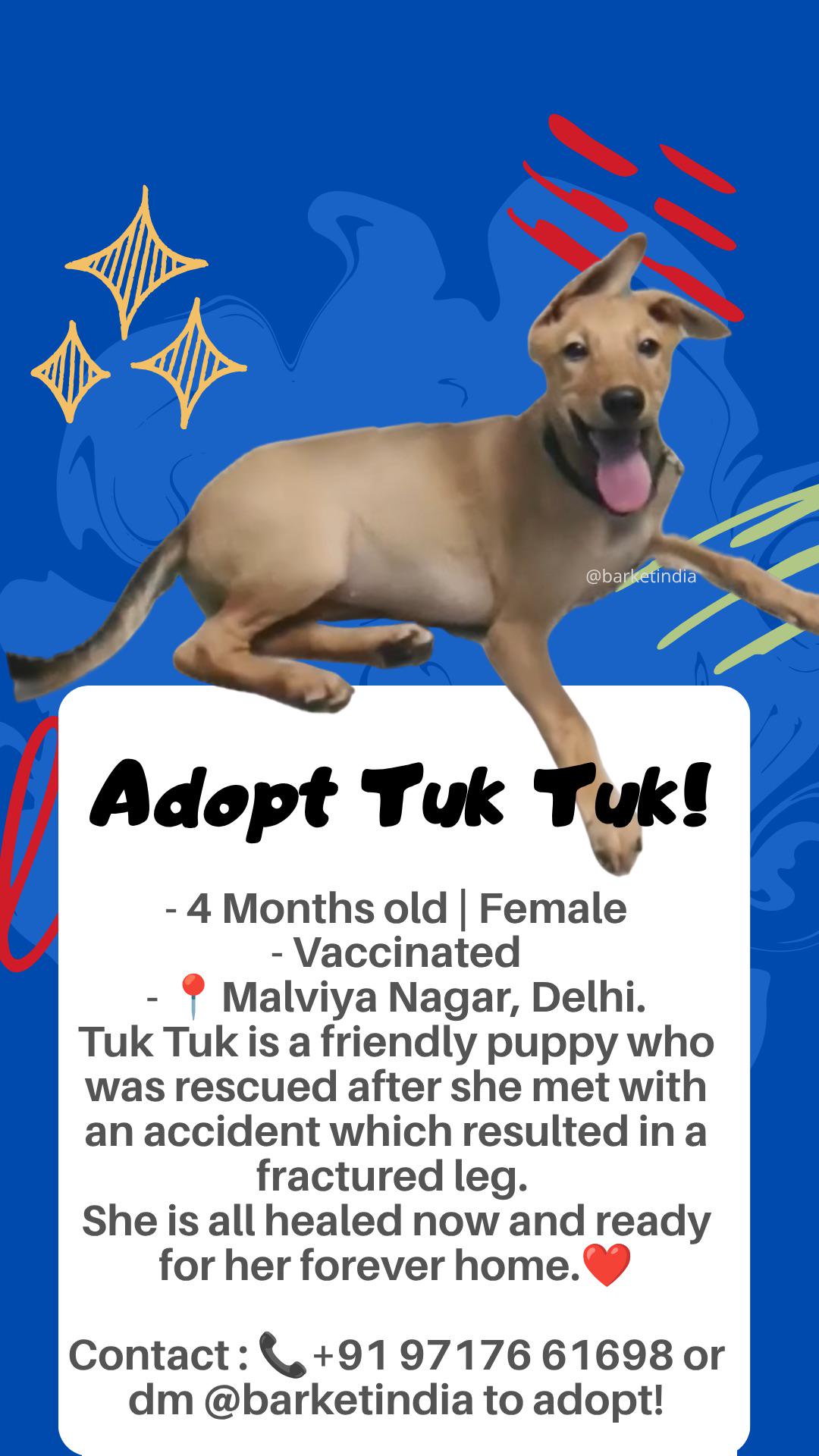 Tuk Tuk healed from a fractured leg and is ready for a home — Delhi NCR