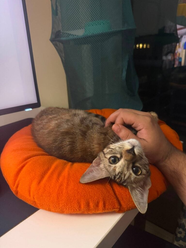 Begum is desperately looking for a home - pet for adoption in Delhi NCR
