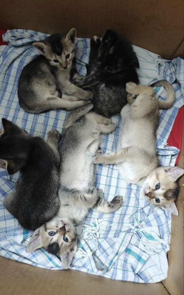 Adoption appeal for 5 kittens in Ranchi! - kitten in India