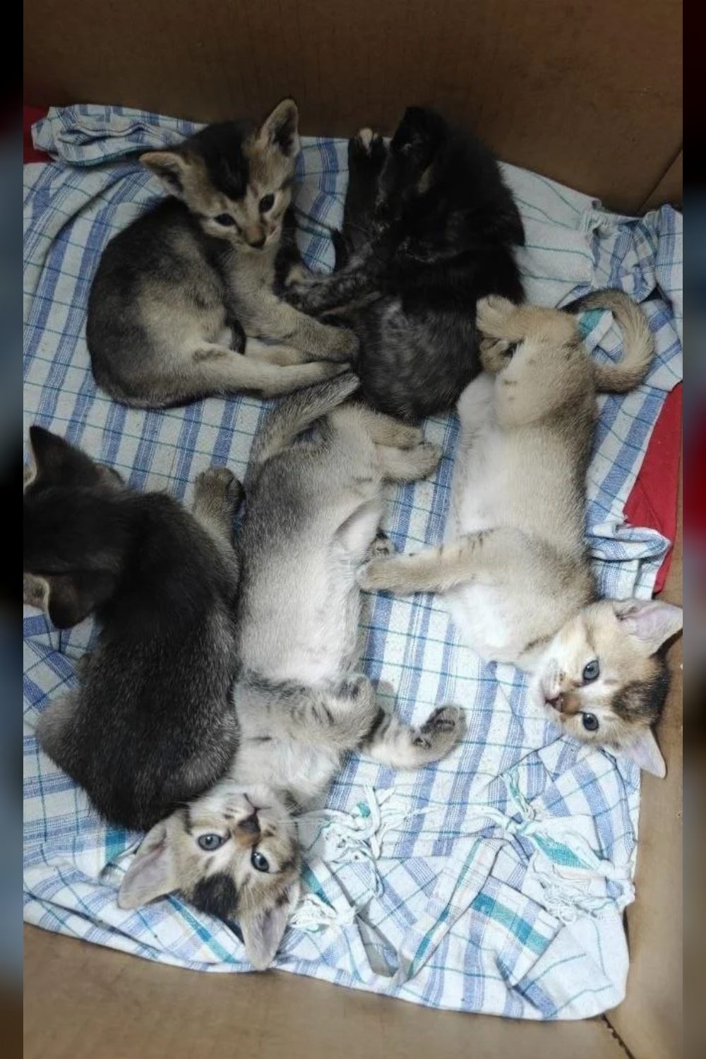 5-week-old kitten for adoption — Ranchi