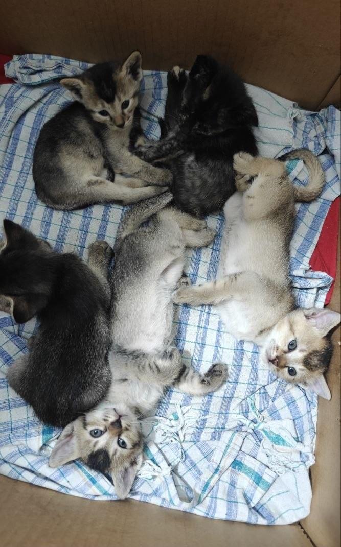 5-week-old kitten for adoption — Ranchi
