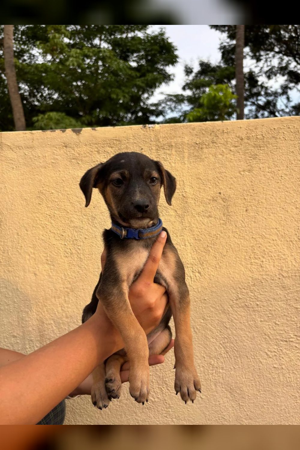 Adoption appeal for Ollie — Bengaluru