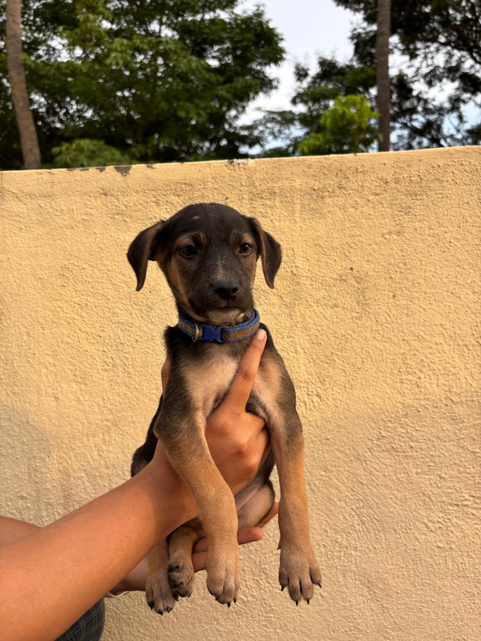 Adoption appeal for Ollie — Bengaluru