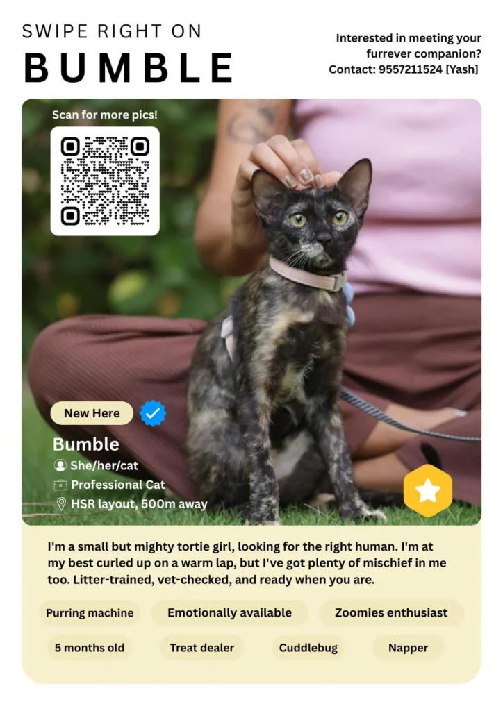 Bumble, a five-month-old tortoiseshell cat in HSR Layout, Bengaluru, wearing a collar