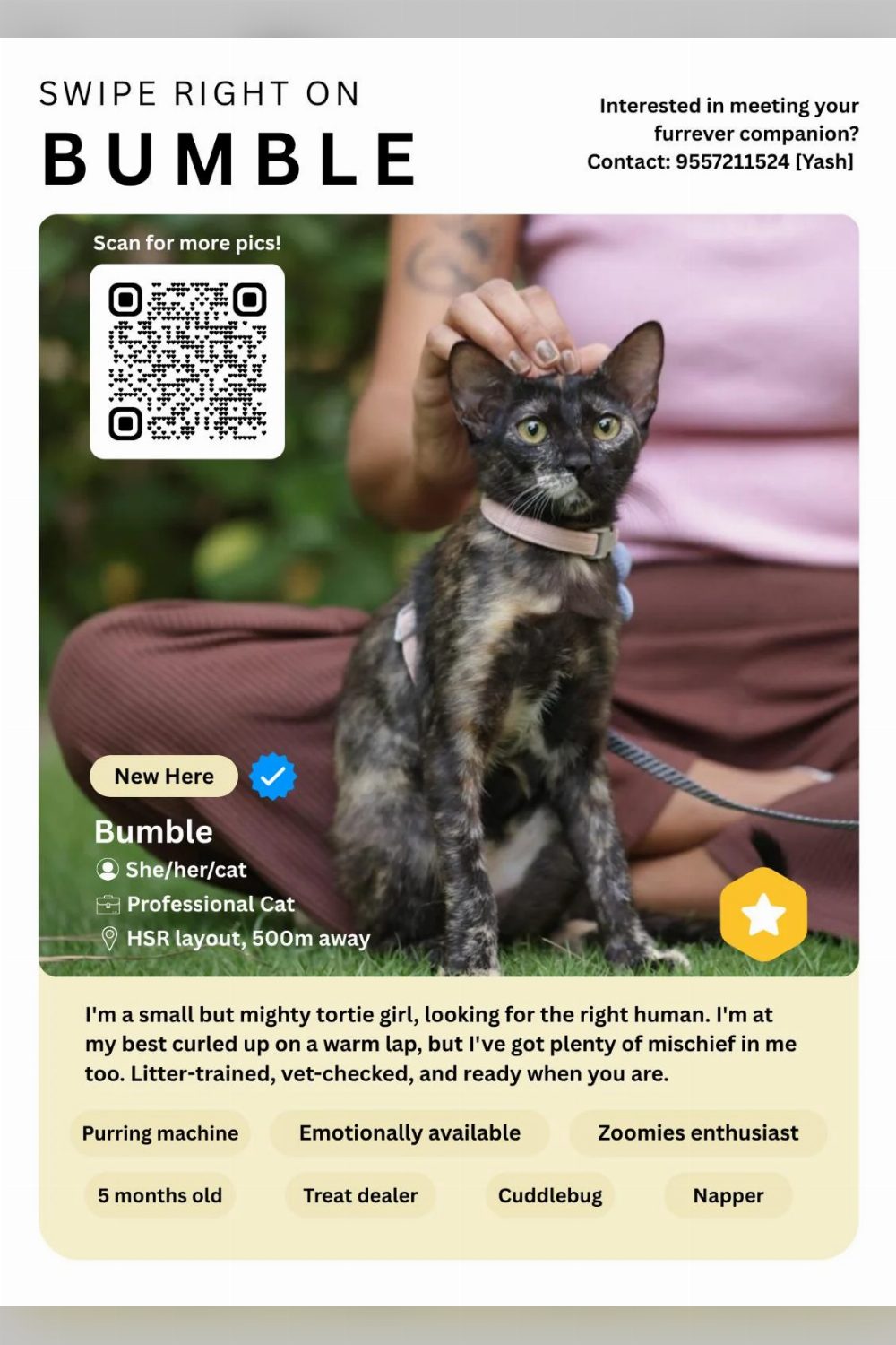 Bumble, a five-month-old tortie in HSR Layout, wrote her own dating profile — Bengaluru