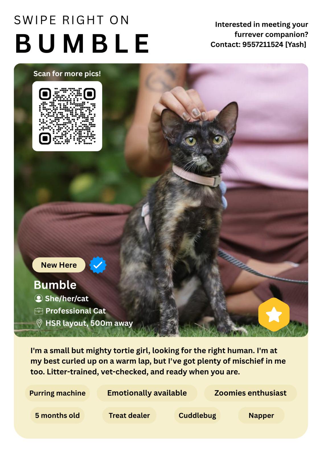 Bumble, a five-month-old tortie in HSR Layout, wrote her own dating profile — Bengaluru