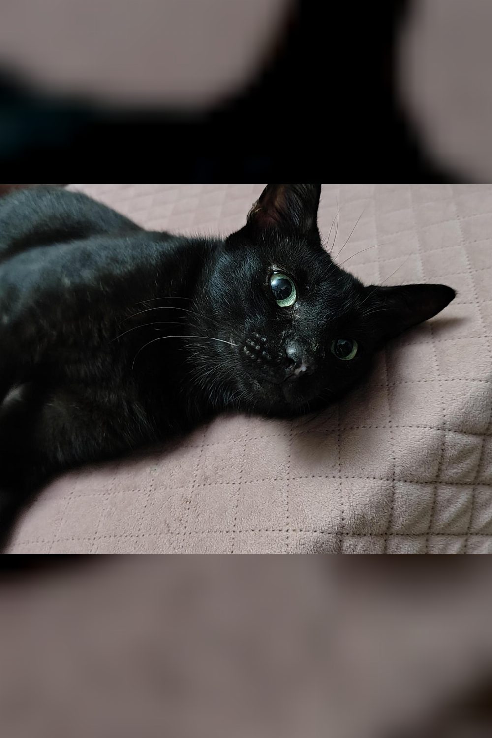 Misty needs a home — Delhi NCR