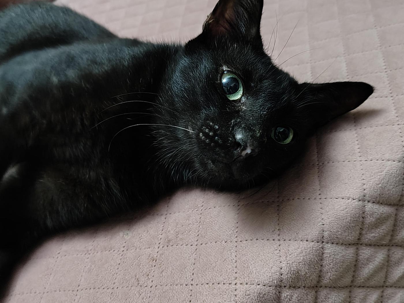 Misty needs a home — Delhi NCR