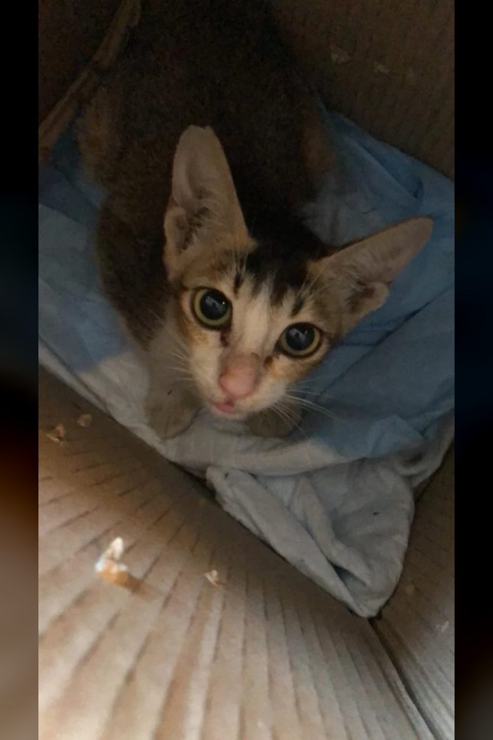 Mevius healed from a maggot wound and now needs a home — Delhi NCR