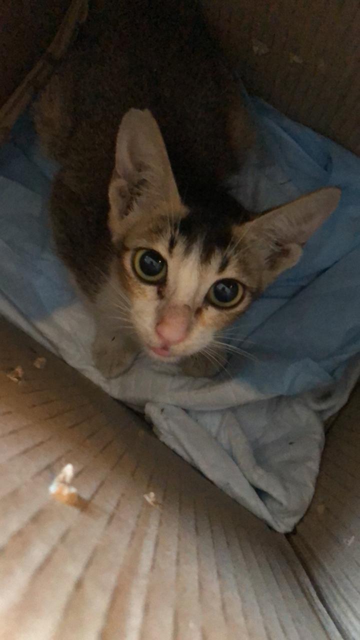 Mevius healed from a maggot wound and now needs a home — Delhi NCR