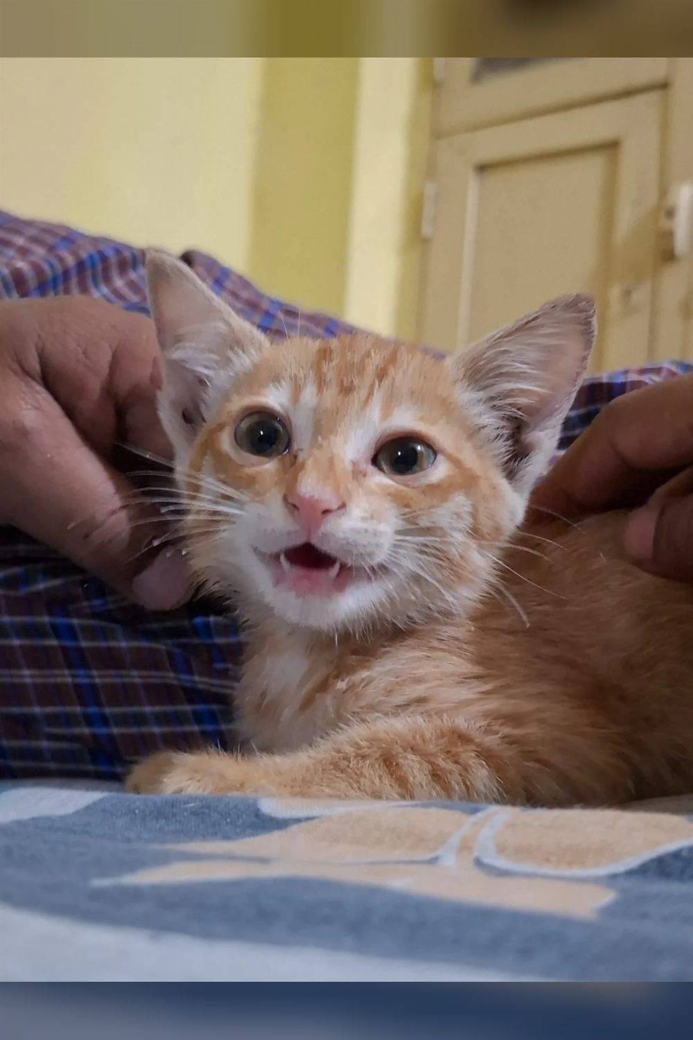 Six-week-old rescued cat for adoption in Halasuru — Bengaluru