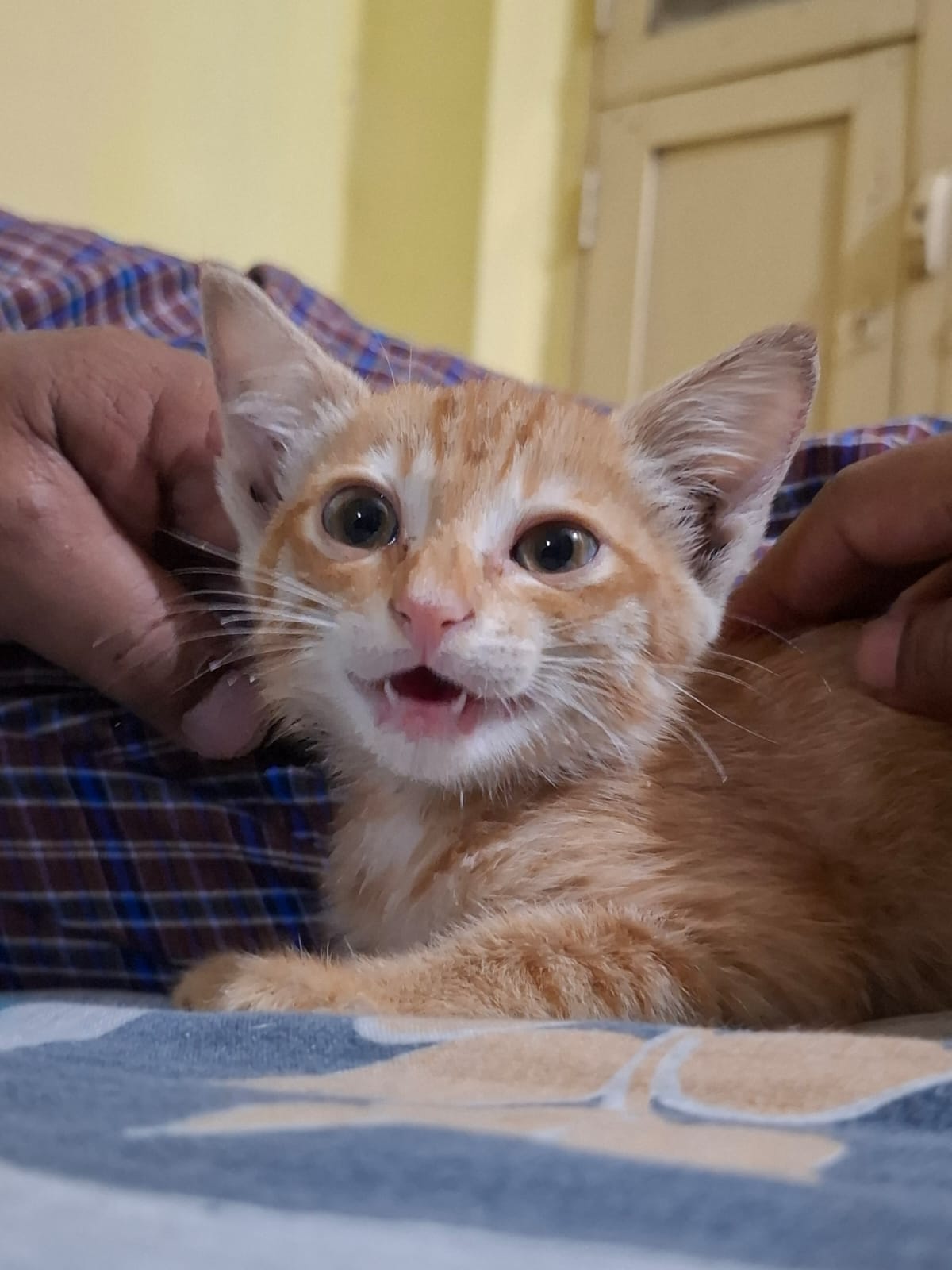 Six-week-old rescued cat for adoption in Halasuru — Bengaluru