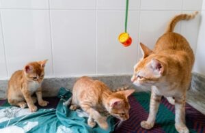 Two ginger rescue kittens need homes urgently