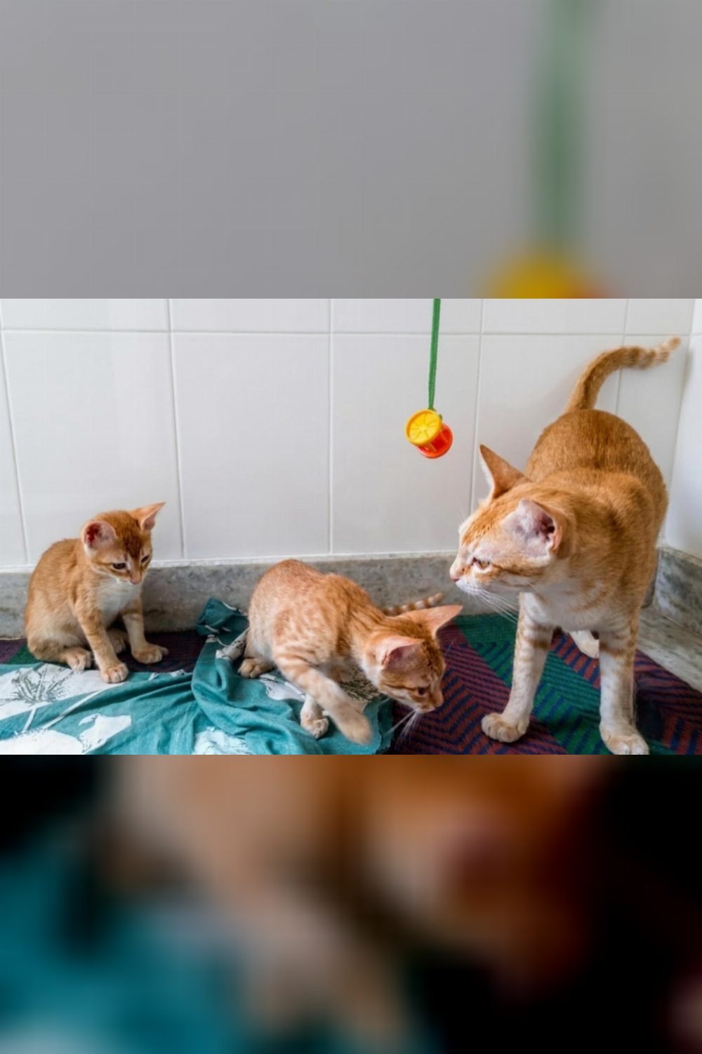 Two ginger rescue kittens need homes urgently — Hyderabad