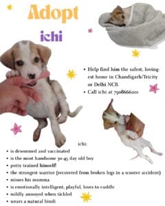 Adopt itchi