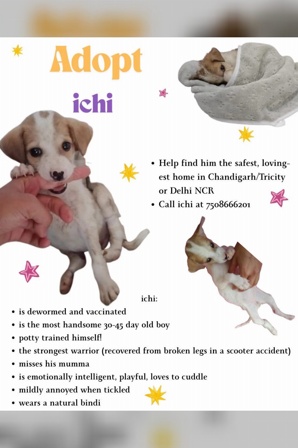 Ichi survived a scooter accident at a month old and needs a home — Delhi NCR