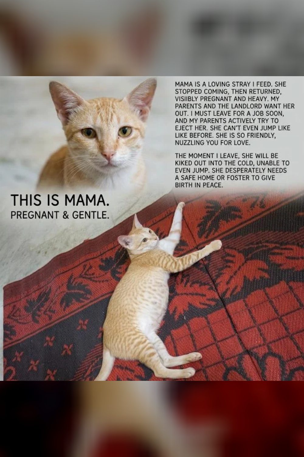 Kittens for adoption — Hyderabad