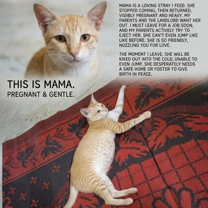 Extremely affectionate pregnant o... - pet in Hyderabad