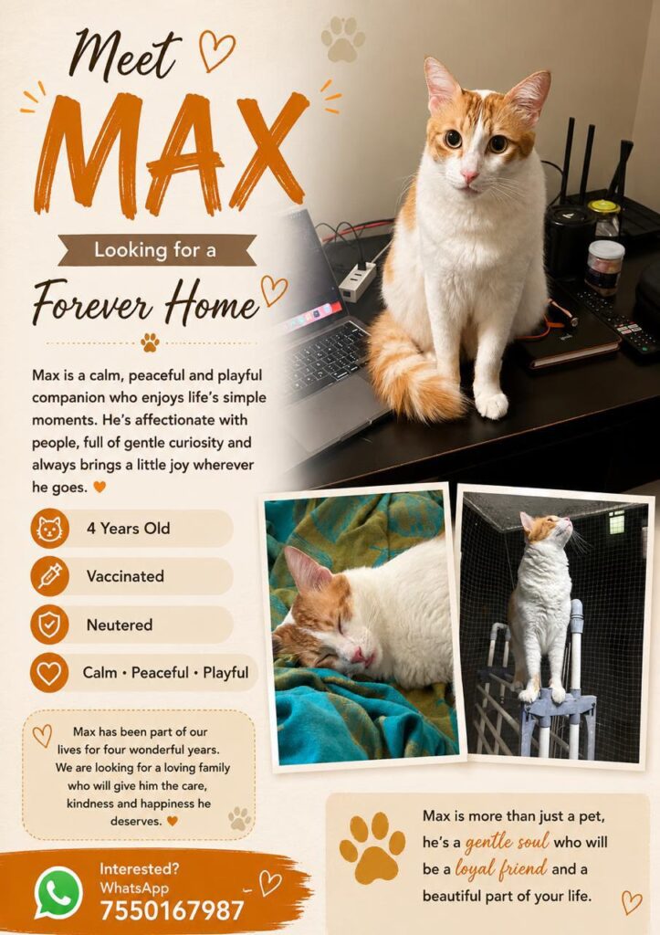 Max, a 4-year-old vaccinated and neutered dog for adoption in Bengaluru
