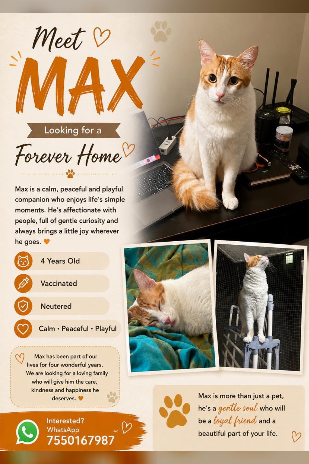 Meet Max, a gentle 4-year-old looking for his forever home — Bengaluru