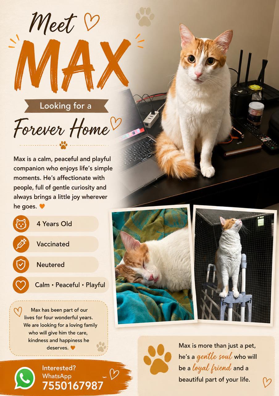 Meet Max, a gentle 4-year-old looking for his forever home — Bengaluru