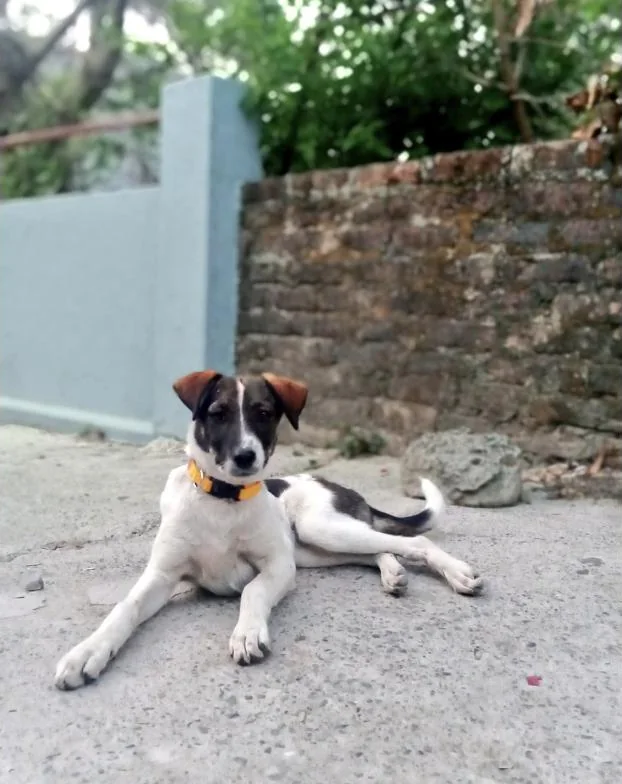 Tan-and-white indie puppy with an orange collar resting on a Haldwani street, up for adoption through Dog with Blog