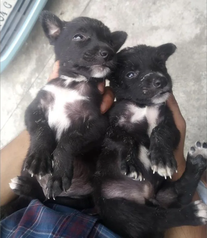 Two black-and-white indie puppies from Haldwani held in a lap, rescued and rehomed by Dog with Blog